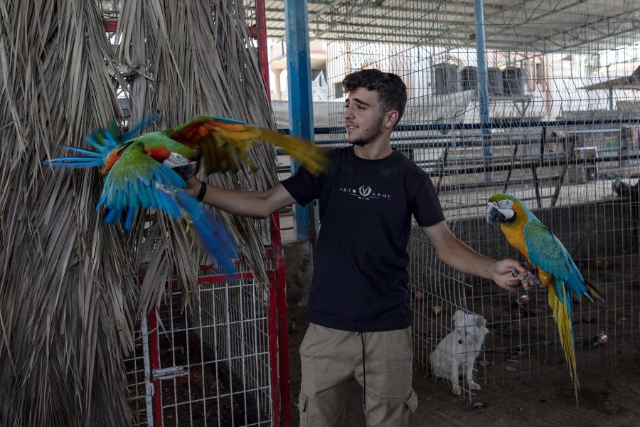 Ένας Παλαιστίνιος φροντίζει τα ζώα που έχουν εκκενωθεί από τον ζωολογικό κήπο της Ράφα σε ένα αυτοσχέδιο πάρκο στον προσφυγικό καταυλισμό Khan Yunis στη νότια Λωρίδα της Γάζας, 25 Μαΐου 2024.