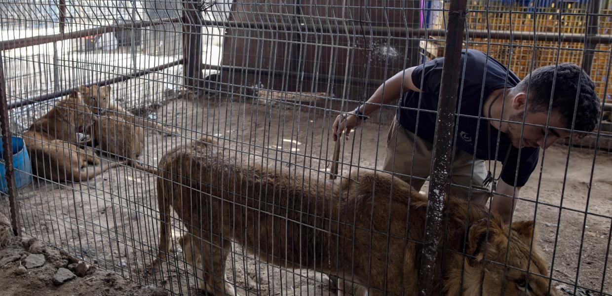 Ένας Παλαιστίνιος φροντίζει τα ζώα που έχουν εκκενωθεί από τον ζωολογικό κήπο της Ράφα σε ένα αυτοσχέδιο πάρκο στον προσφυγικό καταυλισμό Khan Yunis στη νότια Λωρίδα της Γάζας, 25 Μαΐου 2024.